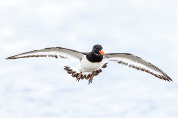 Eurasian oystercatcher, Haematopus ostralegus, in flight
