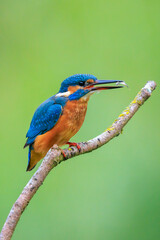 Close up of a Kingfisher, Alcedo Atthis, fishing