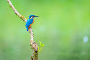 Close up of a Kingfisher, Alcedo Atthis, fishing