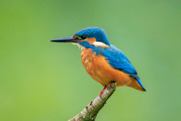 Obraz premium Close up of a Kingfisher, Alcedo Atthis, fishing