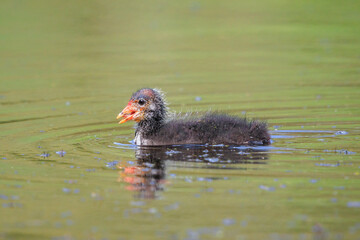 Coot chick Fulica atra swimming closeup