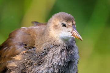 Young common moorhen, Gallinula chloropus