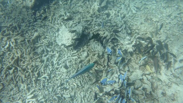 many fish in a coral reef in the Maldives