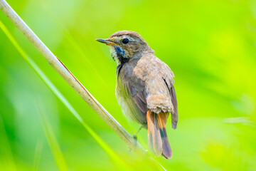 Closeup of a blue-throat bird Luscinia svecica cyanecula singing