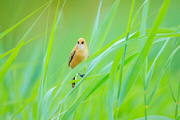 Bearded reedling, Panurus biarmicus, bird singing in early morning sunlight