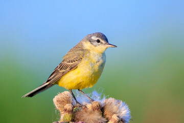 Closeup of a western yellow wagtail bird Motacilla flava singing