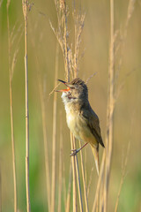 Close up of a great reed warbler, acrocephalus arundinaceus, bird singing in reeds