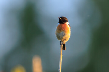 Male Stonechat, Saxicola rubicola, bird singing during sunset