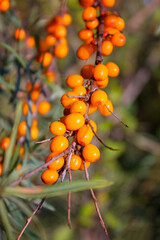 Ripe orange-yellow berries of the wild sea buckthorn on branch close-up in selective focus.