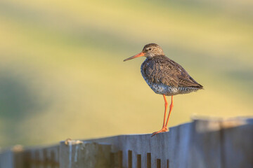 common redshank tringa totanus in farmland during sunset