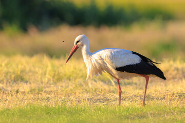 Stork, Ciconia ciconia, foraging in grass