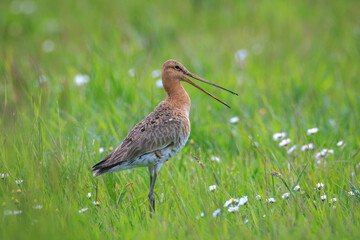 Black-tailed godwit Limosa Limosa male bird foraging in a green meadow