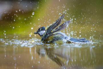 Great tit Parus major bird closeup baing