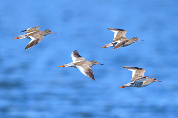 common redshank tringa totanus wader bird in flight