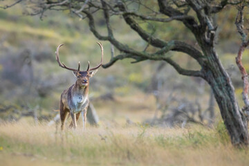 Fallow deer stag, Dama Dama, with big antlers during rutting in Autumn season