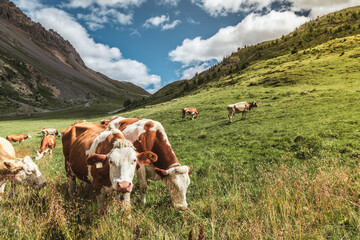 Cows on a pasture in the Alps. Happy healthy cows eating grass.