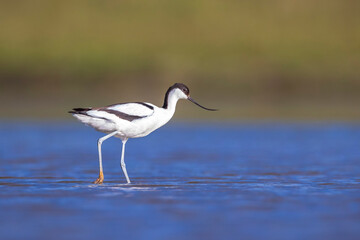 Pied Avocet, Recurvirostra avosetta; parent and chick foraging