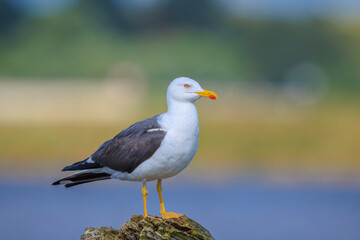 Lesser black-backed gull, Larus fuscus, perched