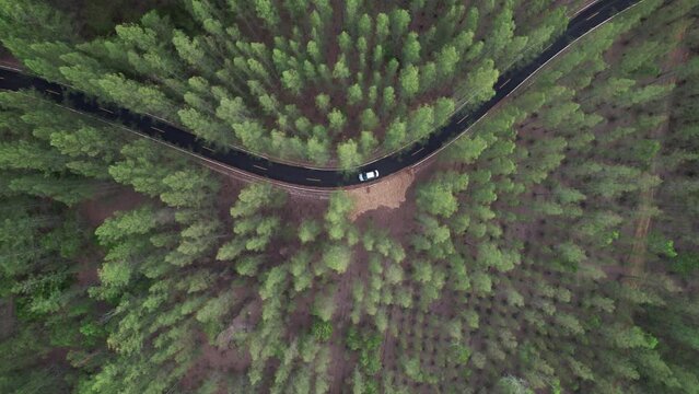 Aerial view of a car driving on a country road in a forest in the evening at twilight. Cinematic drone shot flying over gravel road in pine tree forest