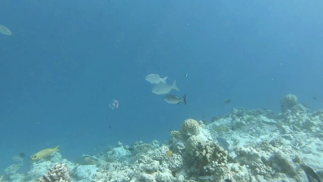 many fish in a coral reef in the Maldives