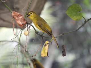 Yellow-browed bulbul