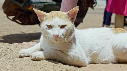 Closeup of a homeless, lazy white cat sitting on a roadside footpath