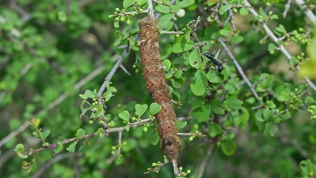 A big Lymantria dispar or the gipsy moth and a black ant on a plant branch