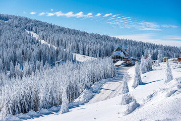 Breathtaking winter fairy tale scene in the mountains. The morning sun illuminates the snowy forest and meadow with its rays passing through the fog.