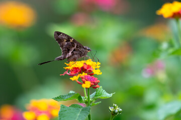 Long tailed butterfly feeding on colorful flowers in a garden during bright daylight