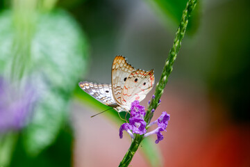 Obraz premium White butterfly feeding on nectar from a Vervein flower in a pollinator garden