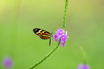 Minimalist photo of an orange butterfly on a purple flower in warm morning lighting
