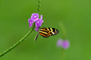 Tropical orange butterfly feeding on nectar from a flower in a garden