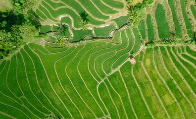 Aerial view of rice terraces in countryside and Forest behind. Soppeng Regency, South Sulawesi, Indonesia. © Hamka