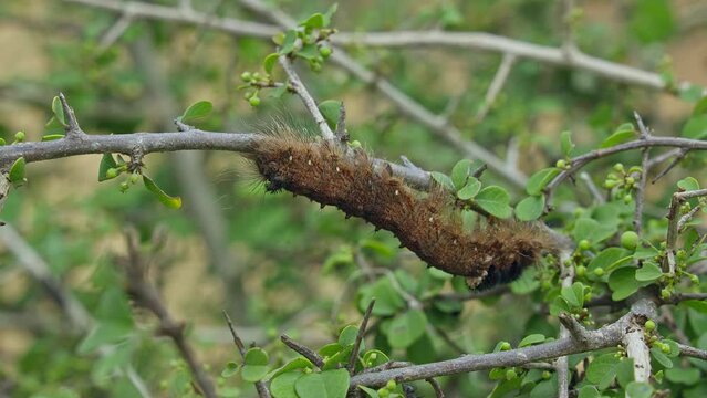 A big lymantria dispar or the gypsy moth caterpillar crawling on plant branch