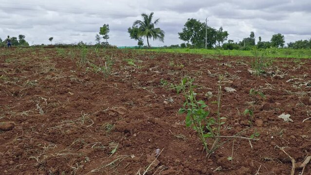 Panoramic view of a fresh jasmine plantation on the red soil field