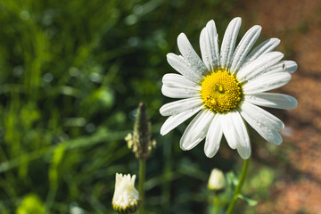 Fototapeta premium daisy