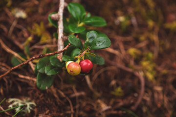 unripe red cranberries on the forest floor at a autumn day