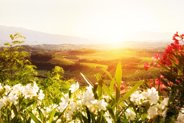 Countryside landscape with vineyards and flowers