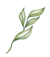 Watercolor floral illustration green leaf branch for wedding stationary, greetings, wallpapers, fashion, background. Eucalyptus, olive, green leaf