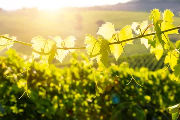 Fototapeten Countryside landscape with vineyard on hill lit by sun © Maresol
