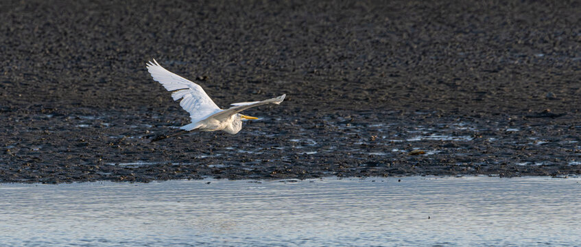 eastern great egret in flight above the mudflats, Fukuoka west ward, Japan