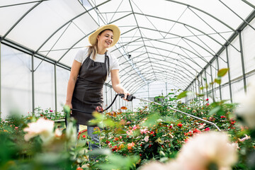 Female gardener in apron working with roses water them in the greenhouse..