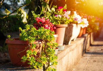 Flower pots with blooming plants in summer