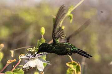 Wildlife Birding: Hummingbird in Caribbean nature