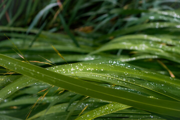 Fototapeta premium Cane grass. Razor sharp leaves. Raindrops.