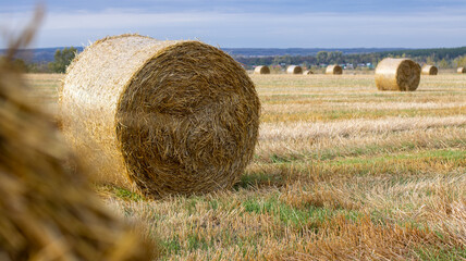 Tightly twisted hay rolls in the field. Clear autumn weather in agriculture for harvesting. The harvest season in the agricultural industry. © Нина Башарова