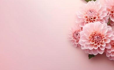 A bouquet of pink dahlia flowers on pink background top view in flat lay style.