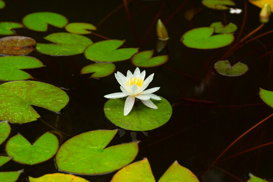 Water Lily Flower and Leaves on the Pond