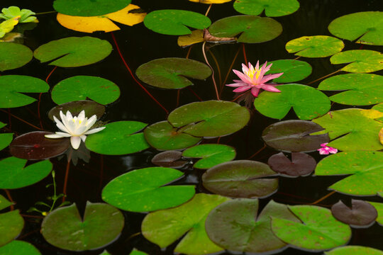 Water Pink Lily Flowers and Leaves on the Pond