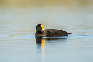 White winged coot, La Pampa province, Patagonia, Argentina.